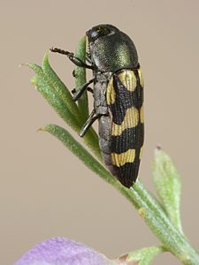 Castiarina chinnocki, on Eremophila scoparia, MU